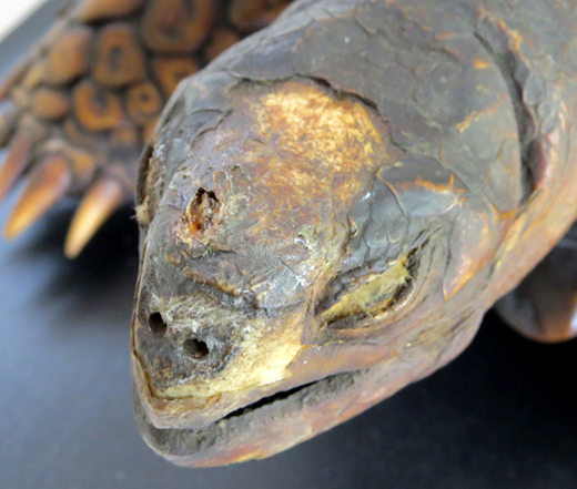 Cleaning tortoise shell discount